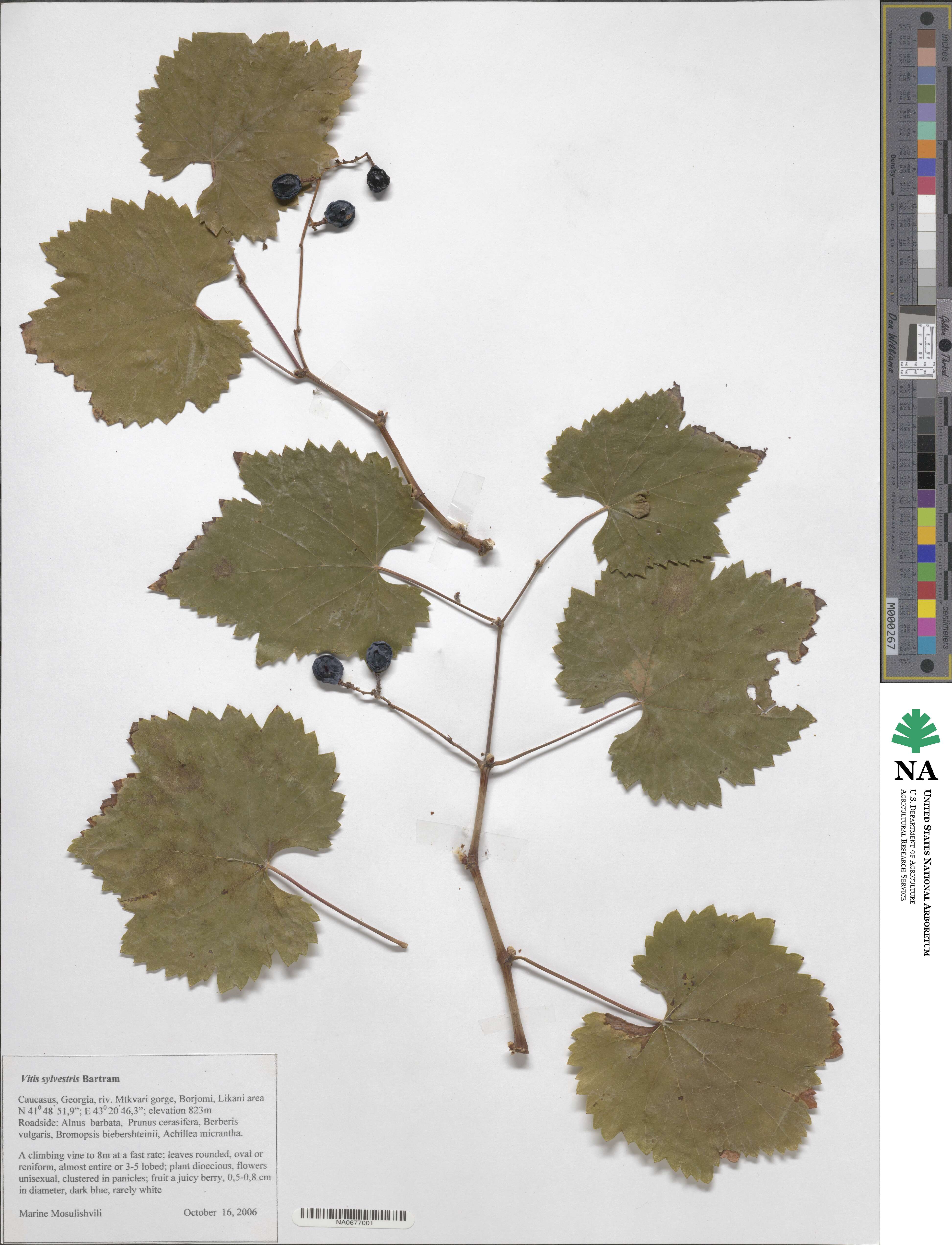 Vitis sylvestris image