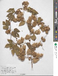 Humulus lupulus image