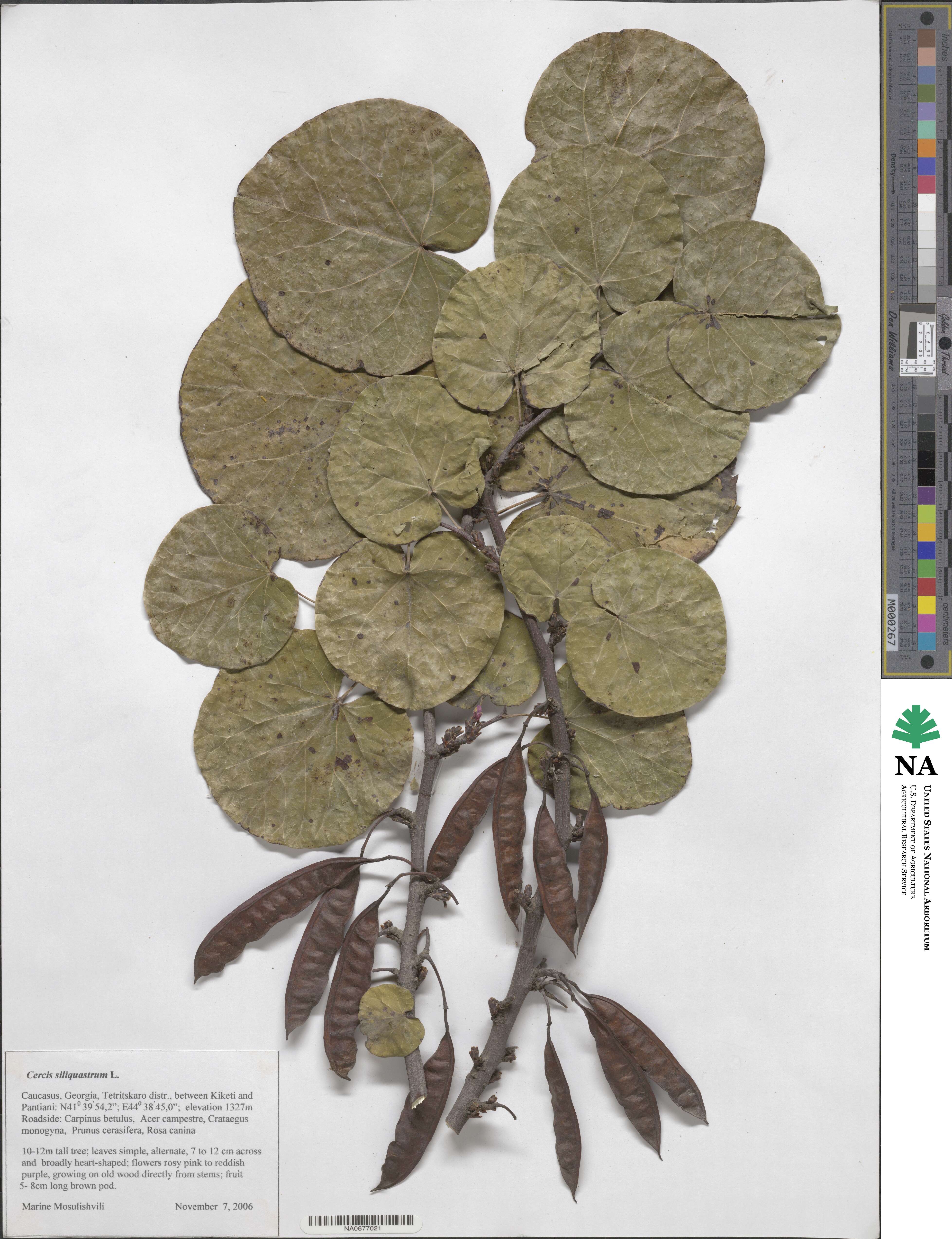 Cercis siliquastrum image