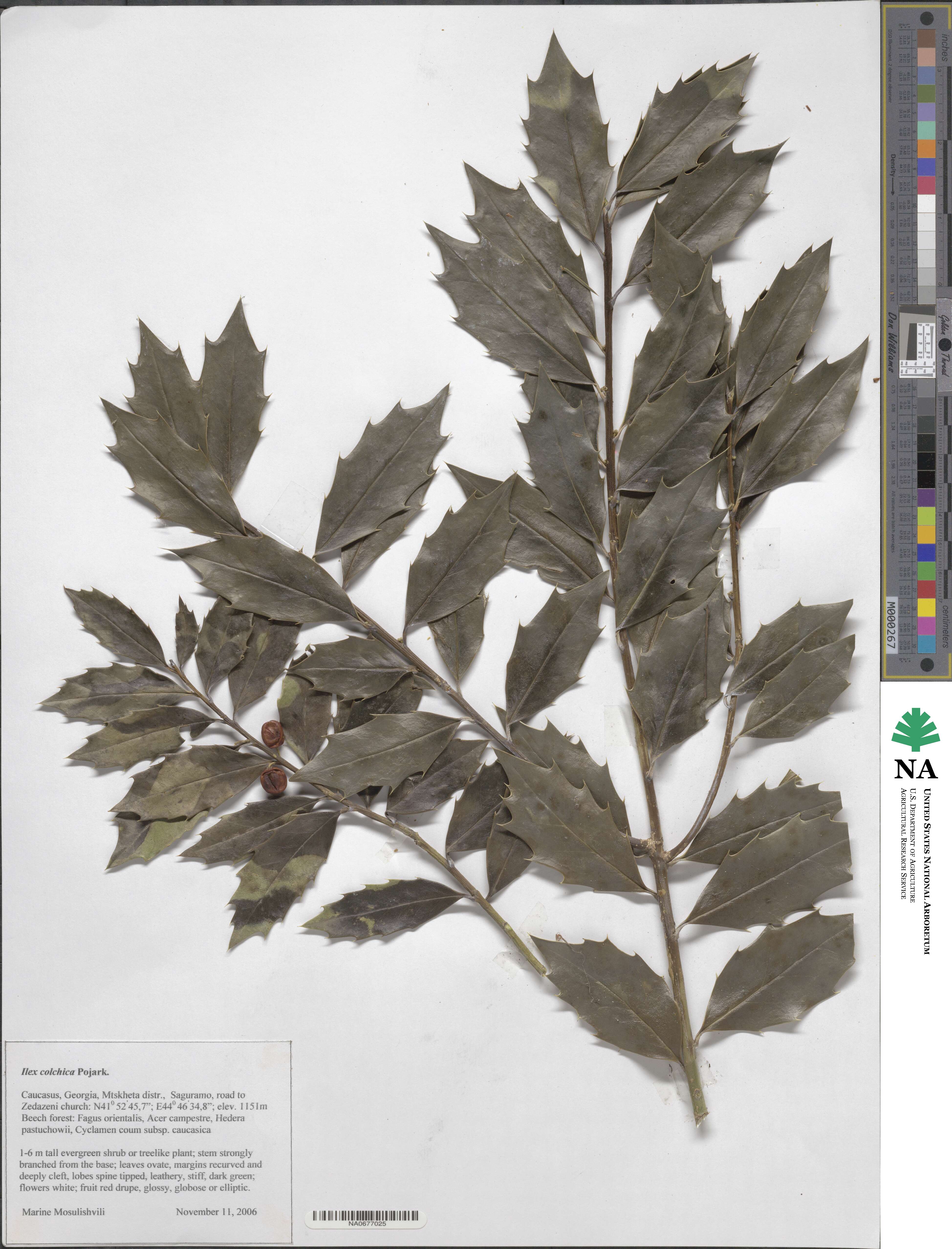 Ilex colchica image