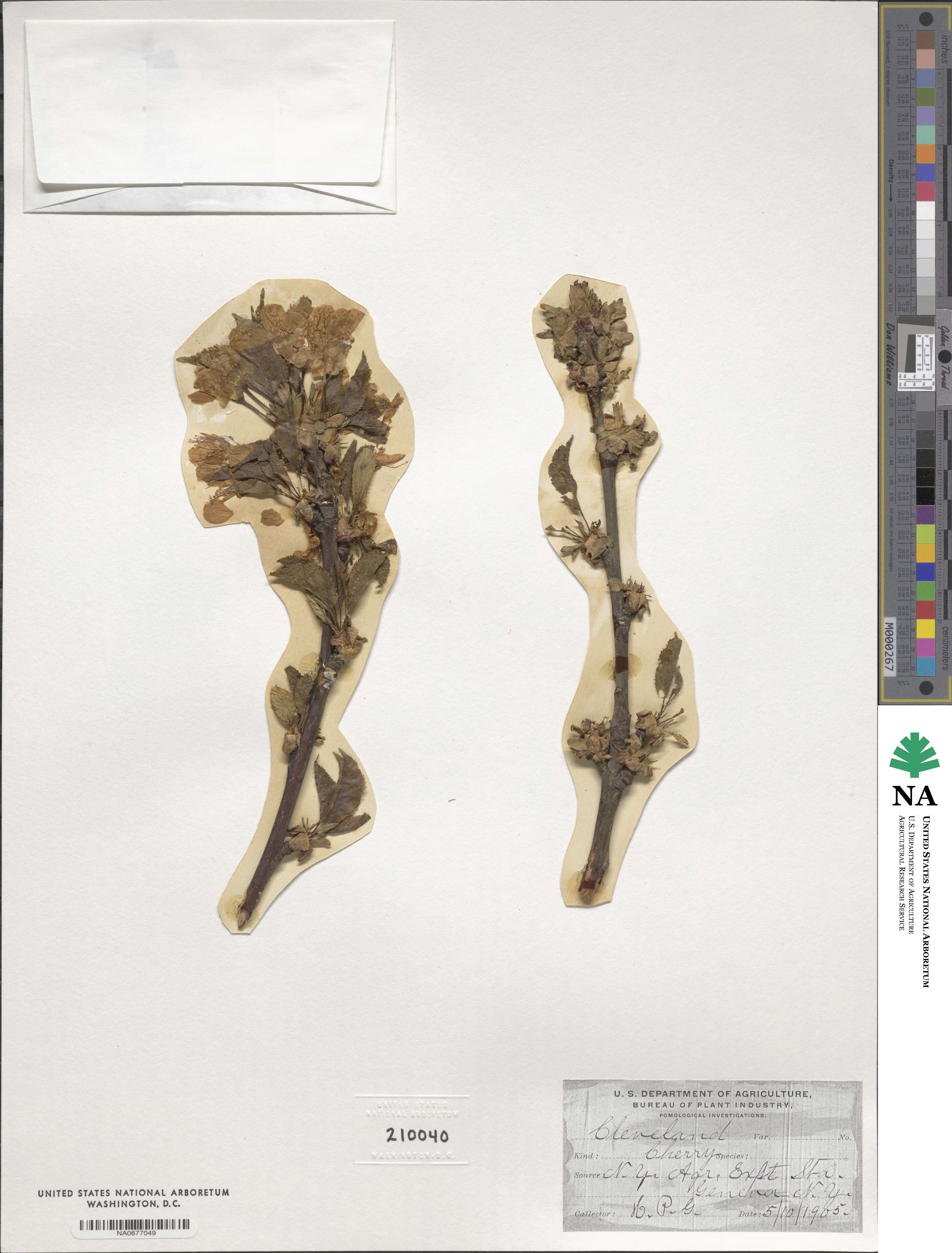 Prunus 'Cleveland' image
