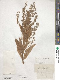 Cynoglossum officinale image