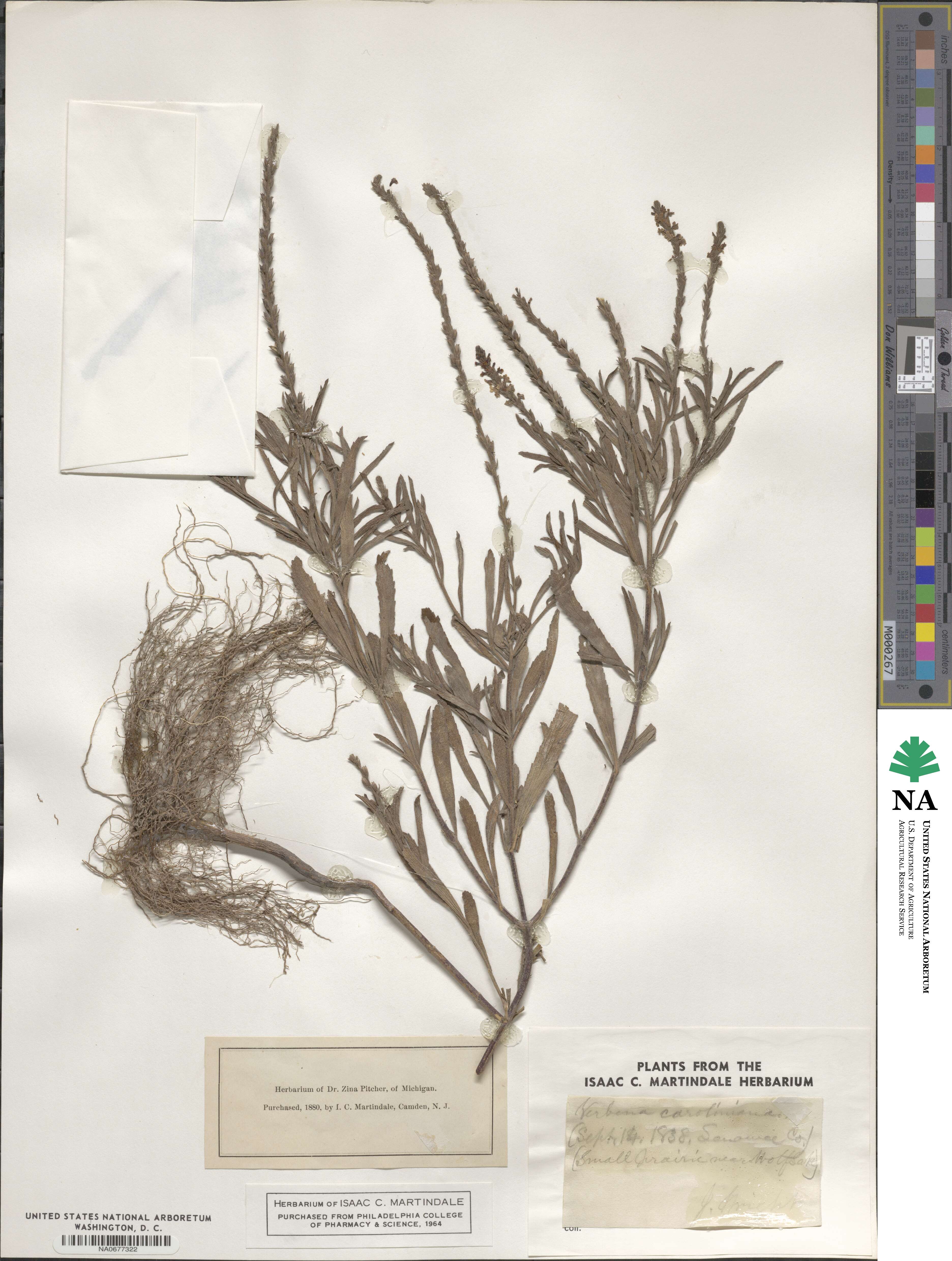 Verbena simplex image