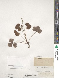 Geum fragarioides image