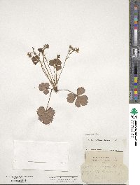 Geum fragarioides image