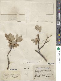 Salix brachycarpa image