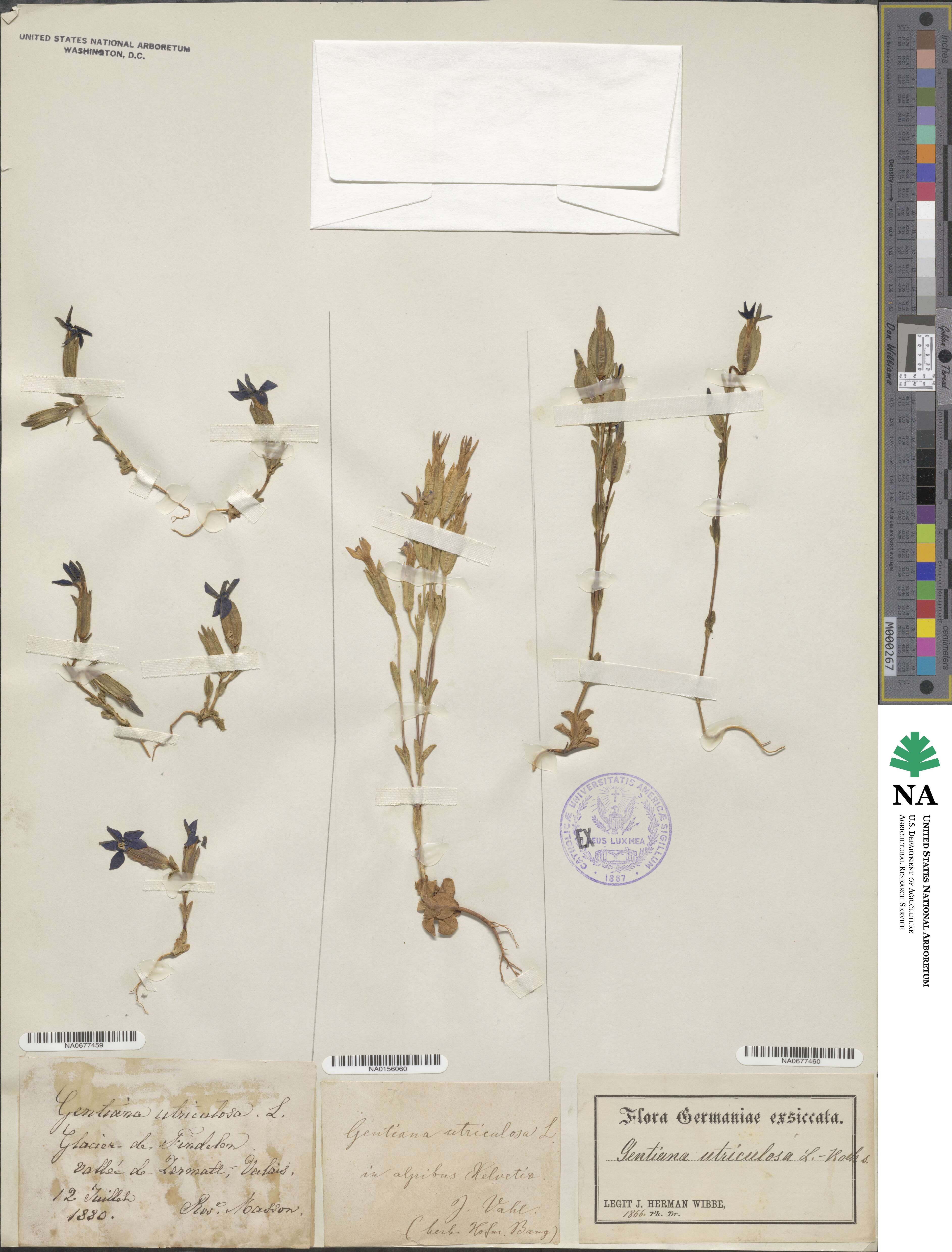 Gentiana utriculosa image