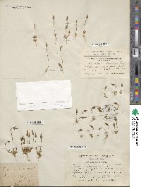 Comastoma tenellum subsp. tenellum image