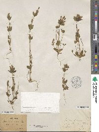 Gentianella aurea image