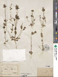 Gentianella aurea image