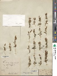 Gentiana campestris image