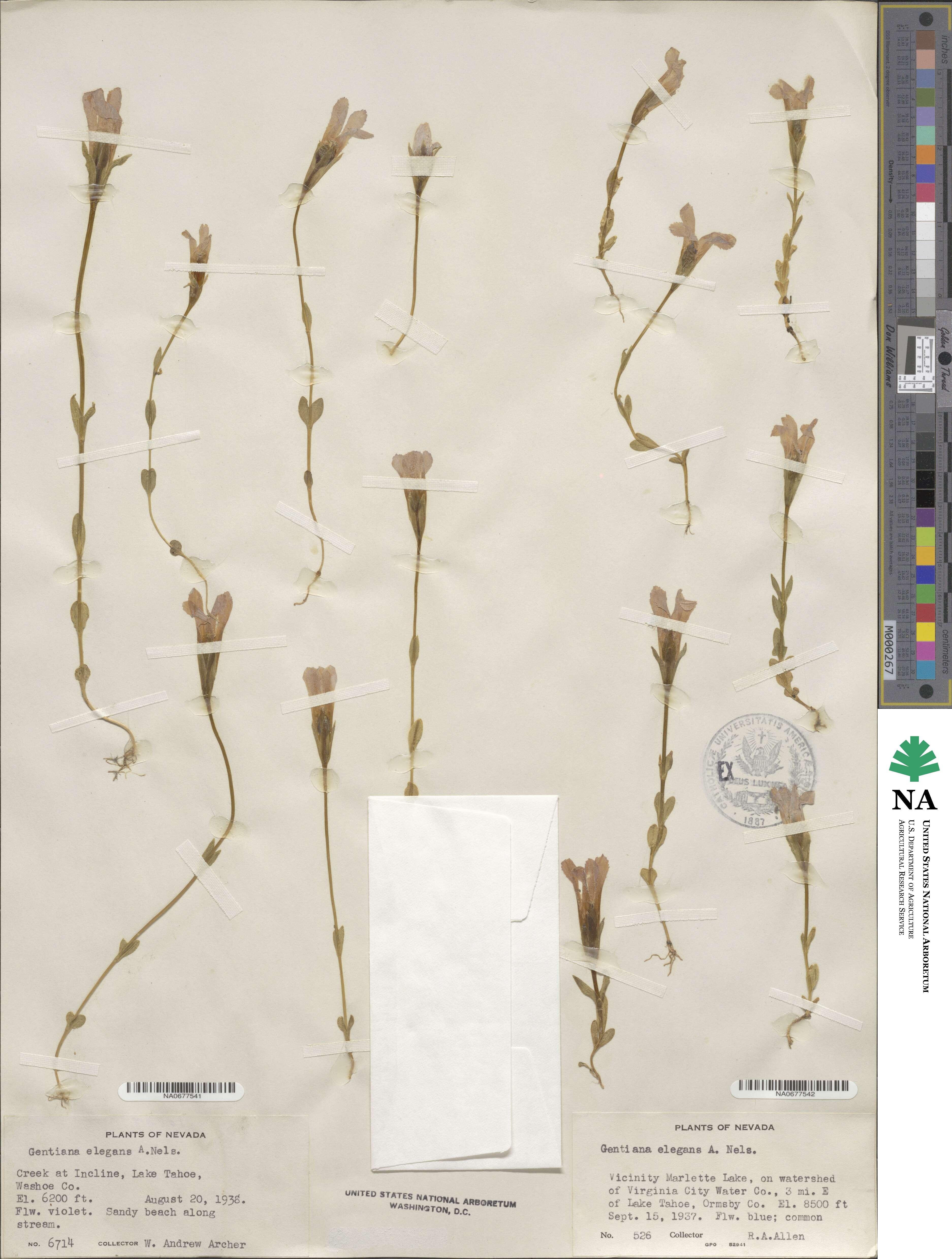 Gentianopsis thermalis image