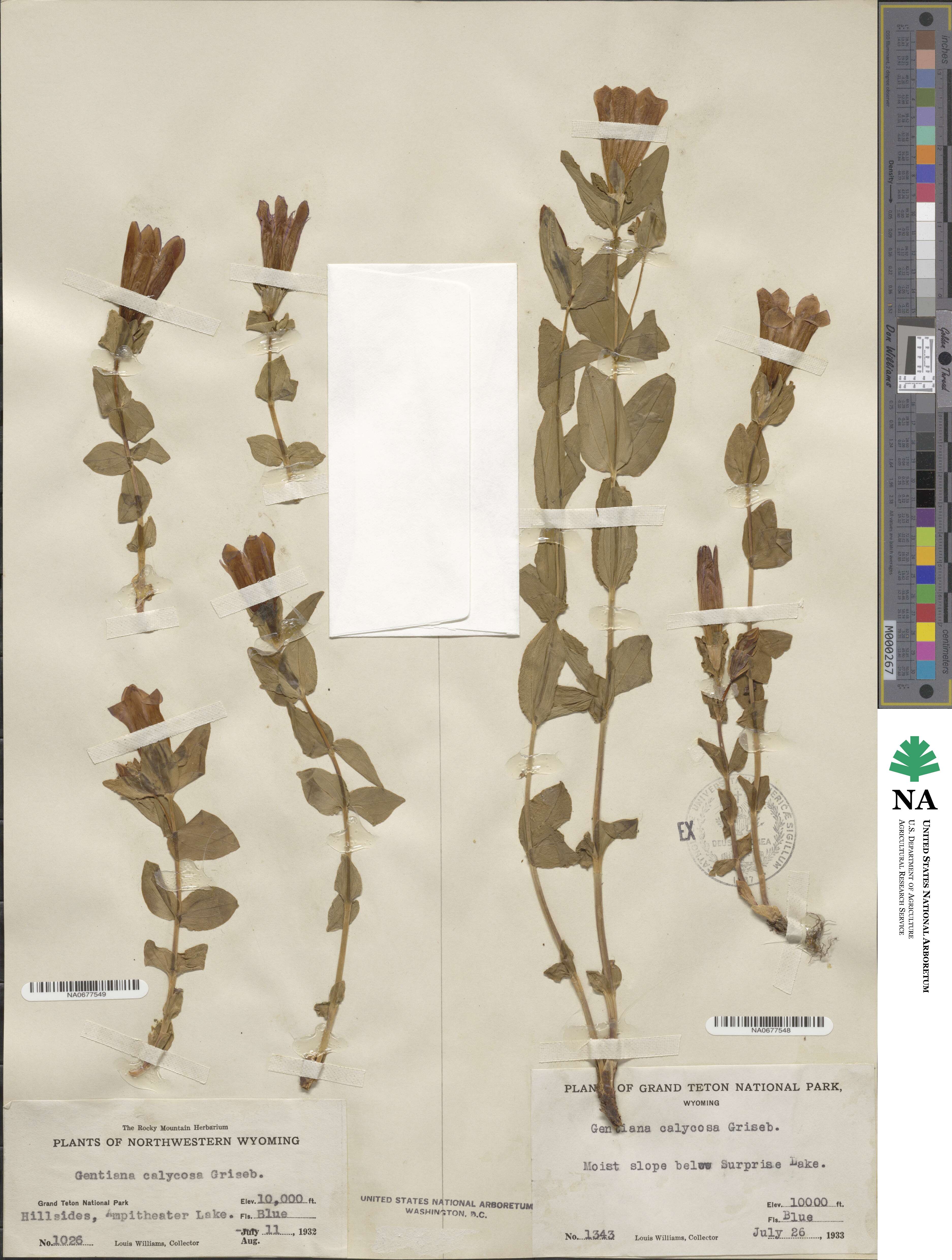 Gentiana calycosa image