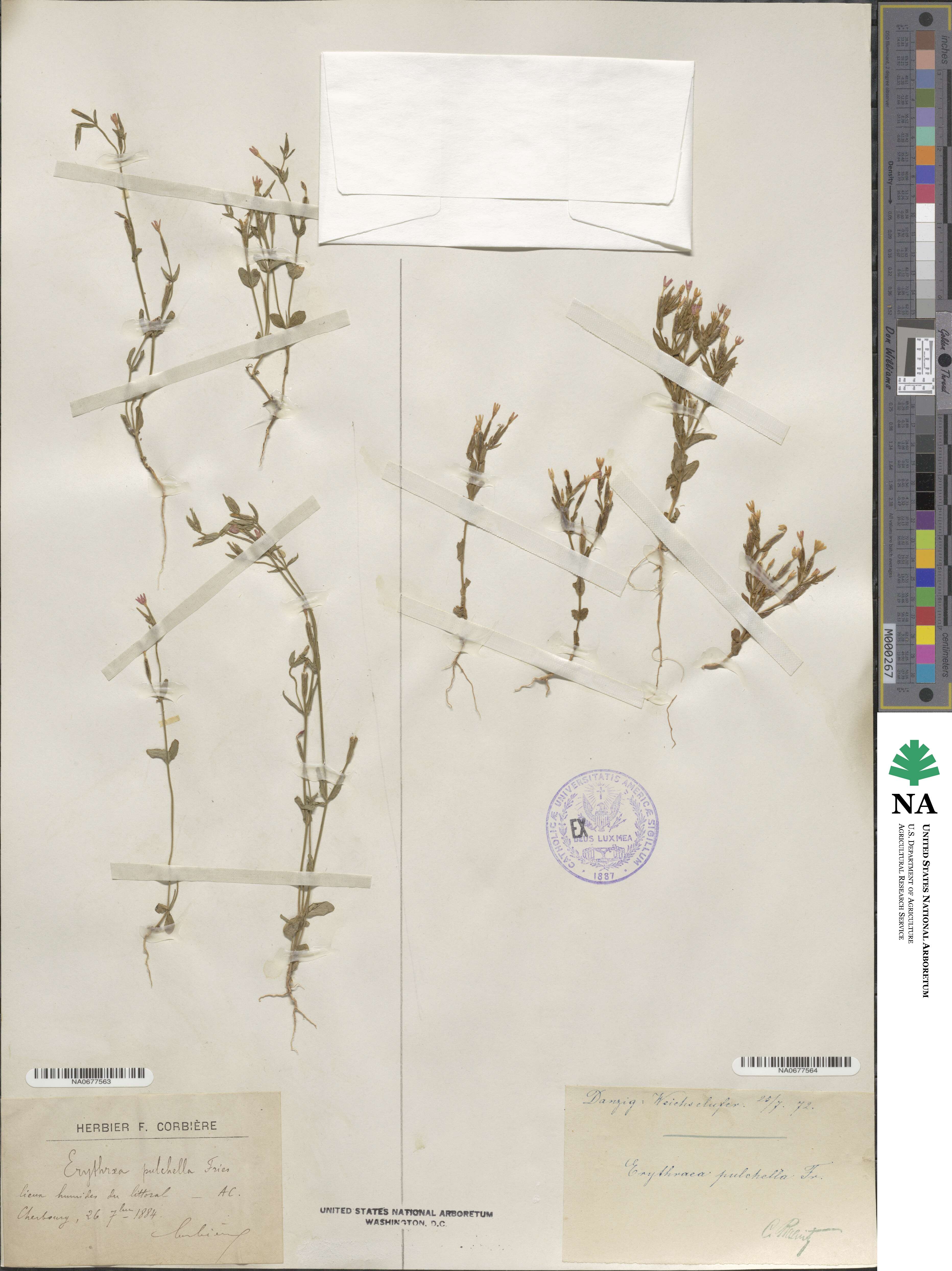 Erythraea pulchella image