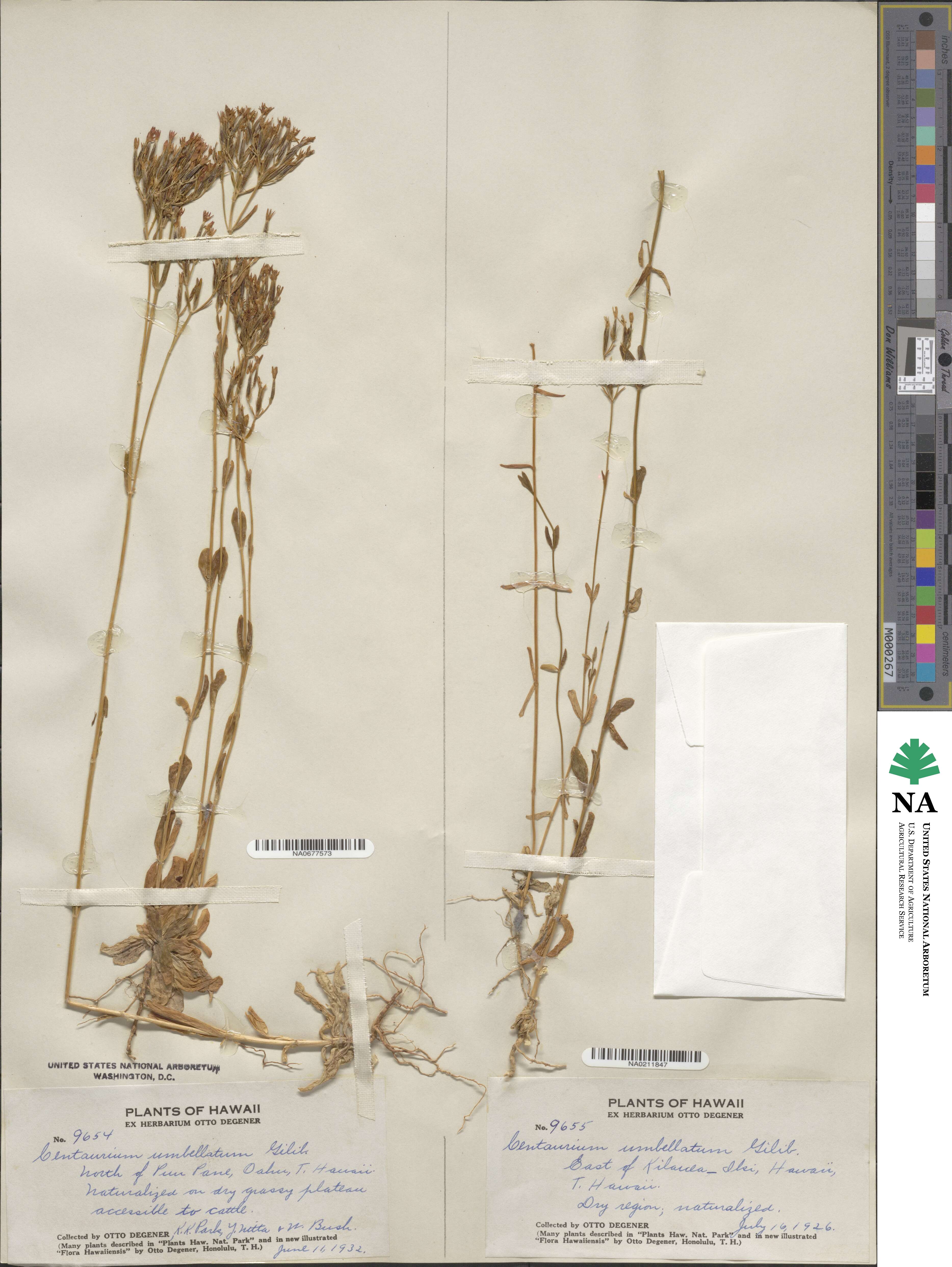 Centaurium erythraea subsp. erythraea image