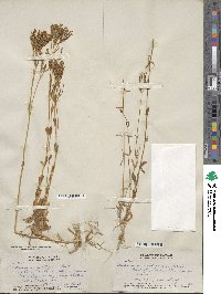 Centaurium erythraea subsp. erythraea image