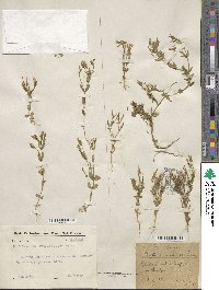 Centaurium pulchellum image