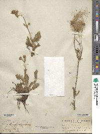 Geum triflorum image