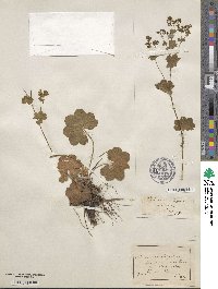 Alchemilla vulgaris image