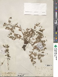 Potentilla erecta image