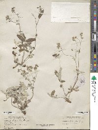 Potentilla discolor image