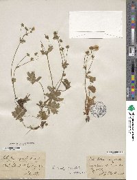 Potentilla alpestris image