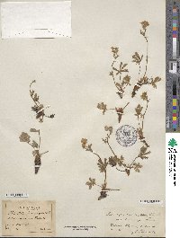 Potentilla neglecta image