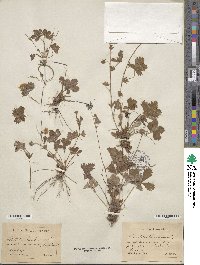 Potentilla canadensis image