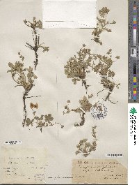 Potentilla cinerea subsp. incana image