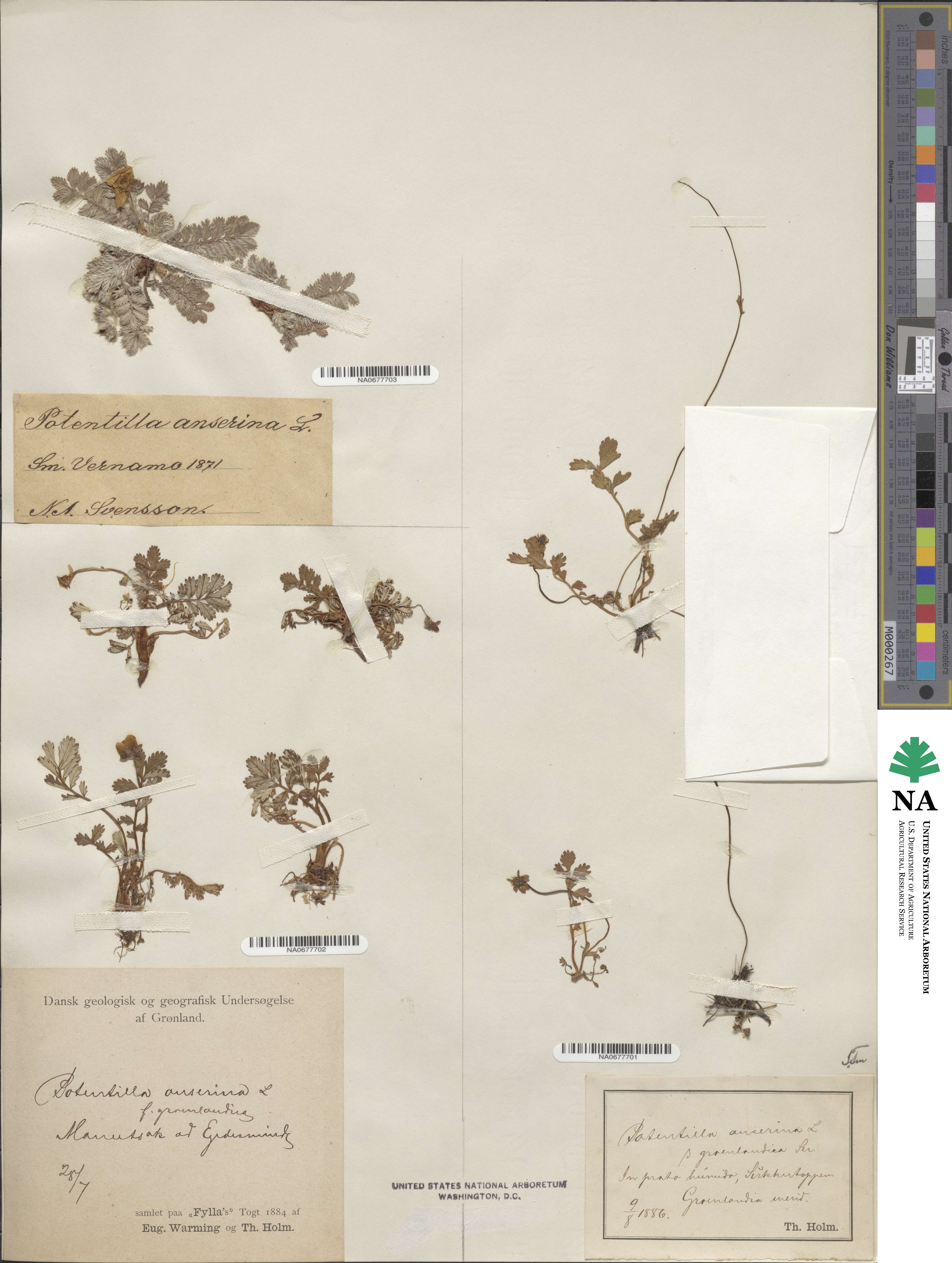 Argentina anserina subsp. anserina image
