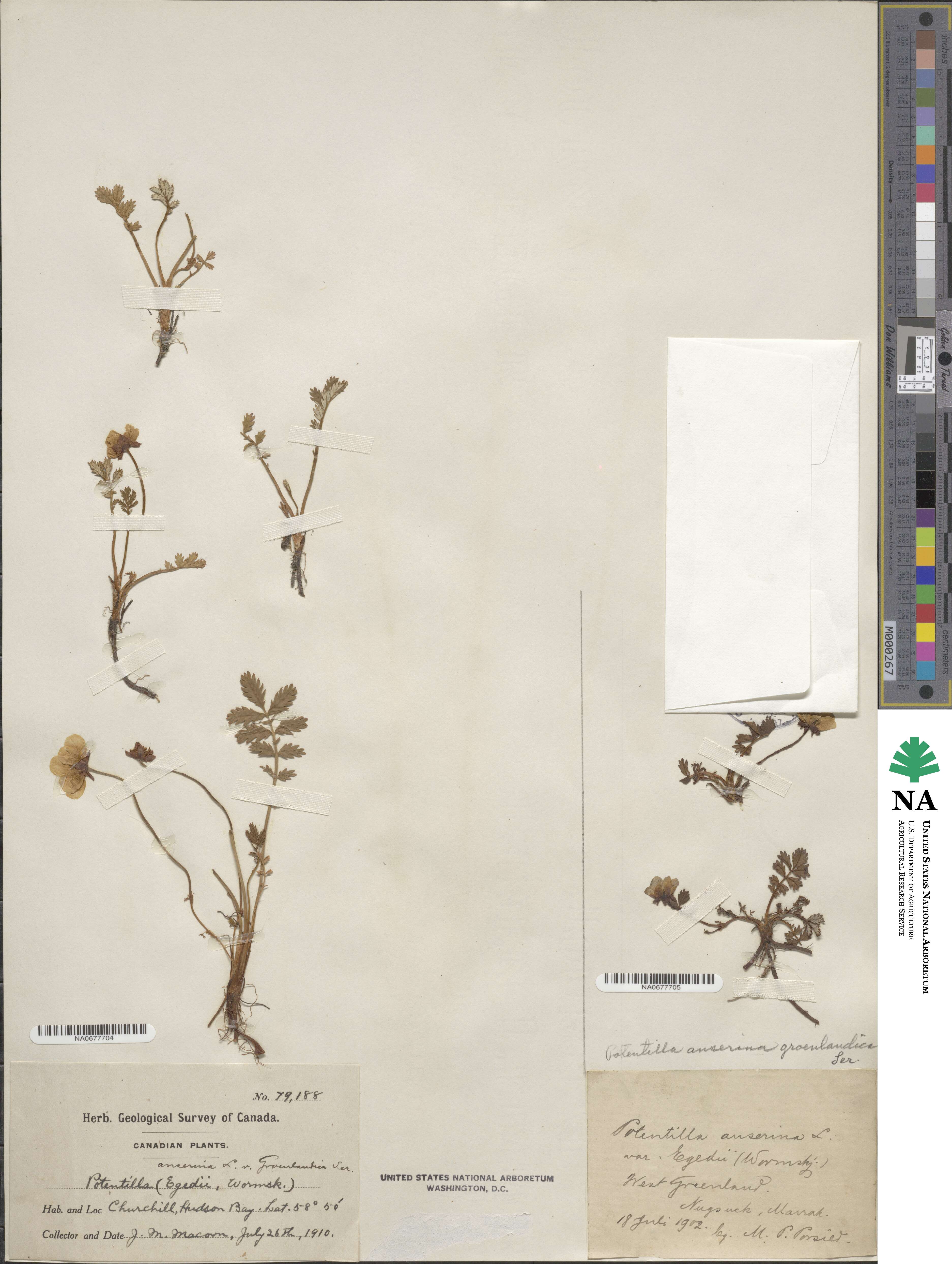Argentina anserina subsp. anserina image