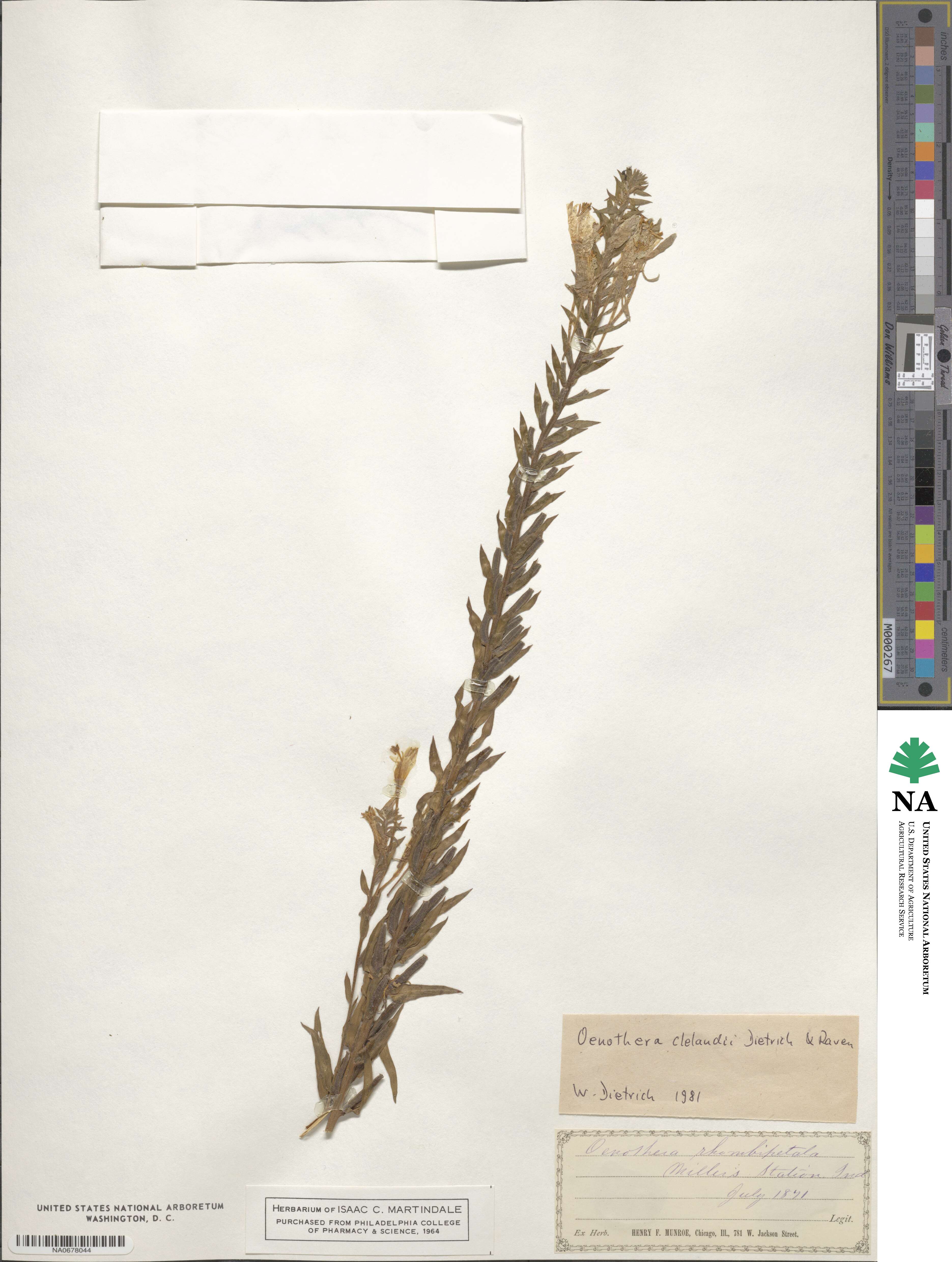 Oenothera clelandii image
