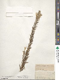 Oenothera clelandii image