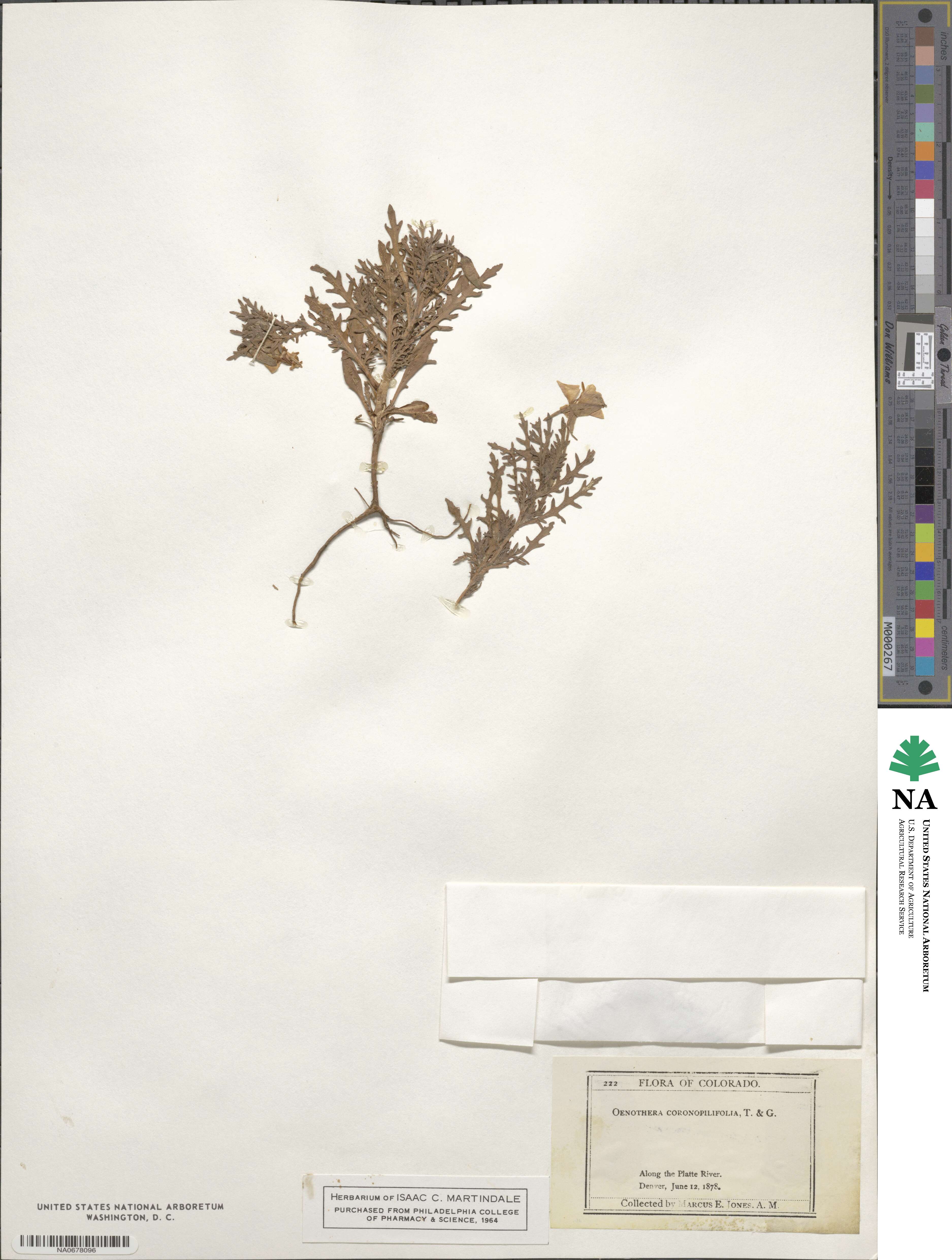 Oenothera coronopifolia image