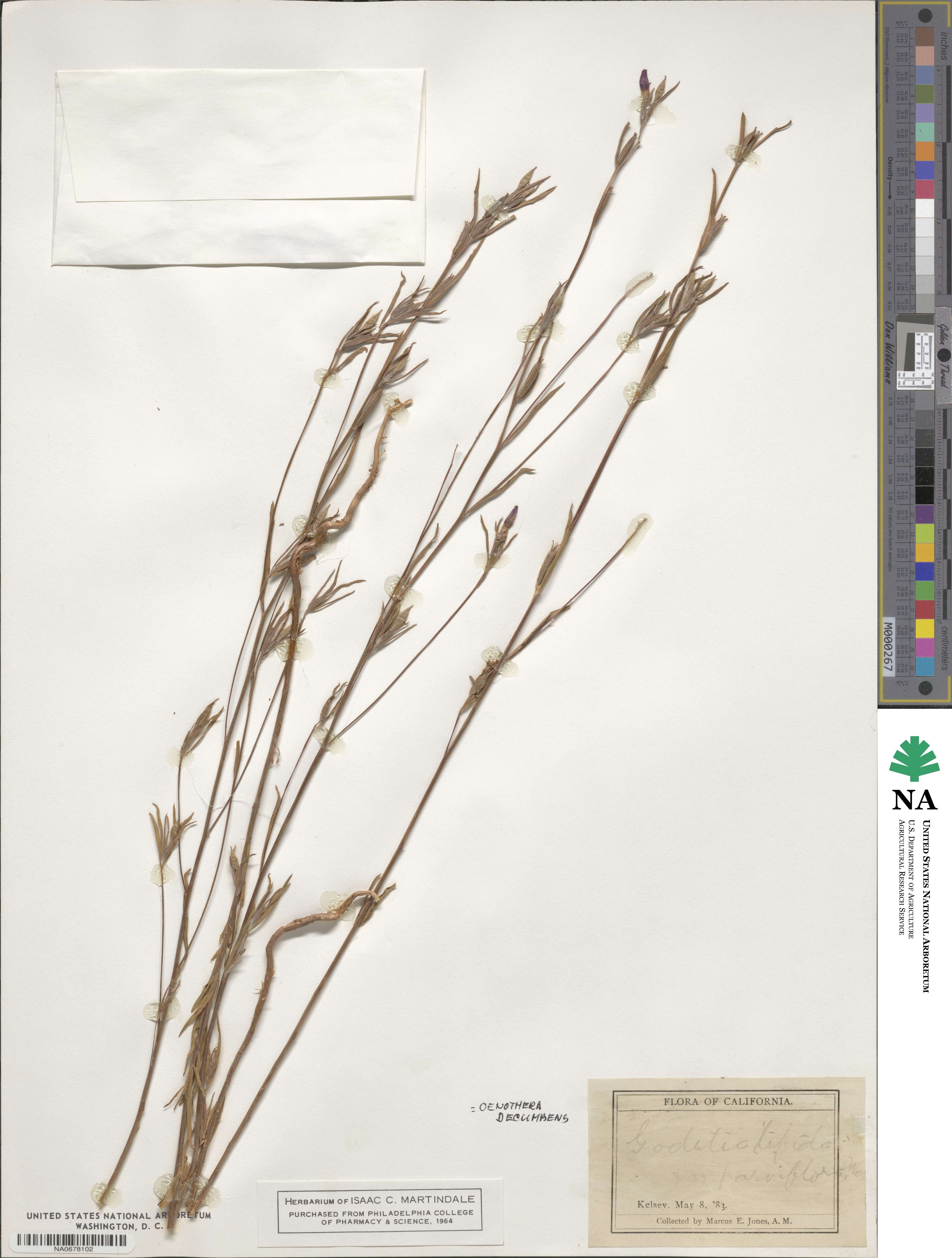 Clarkia purpurea image