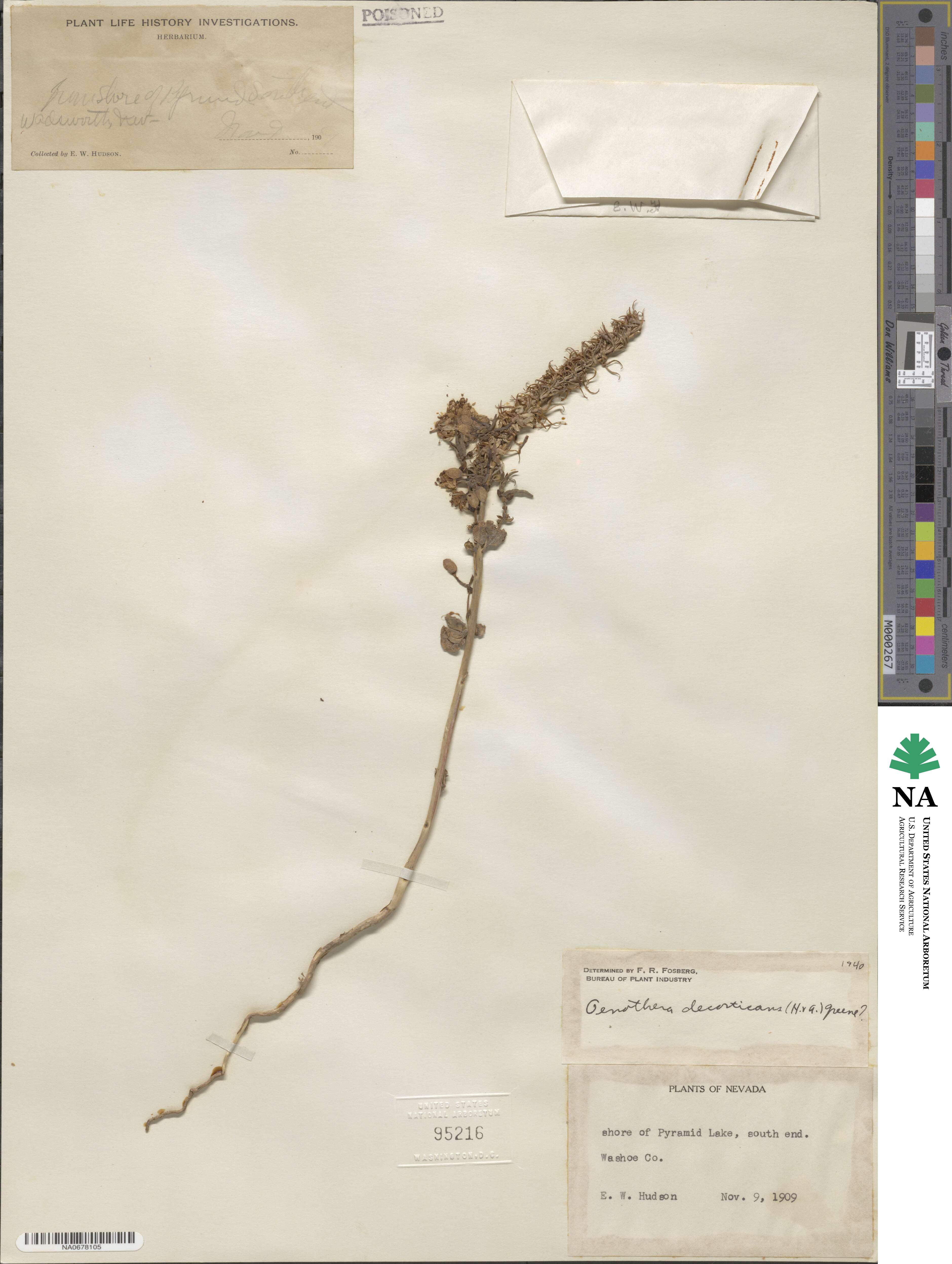 Eremothera boothii subsp. decorticans image