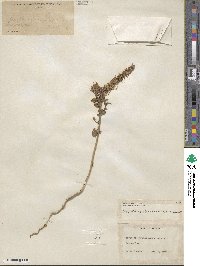 Eremothera boothii subsp. decorticans image