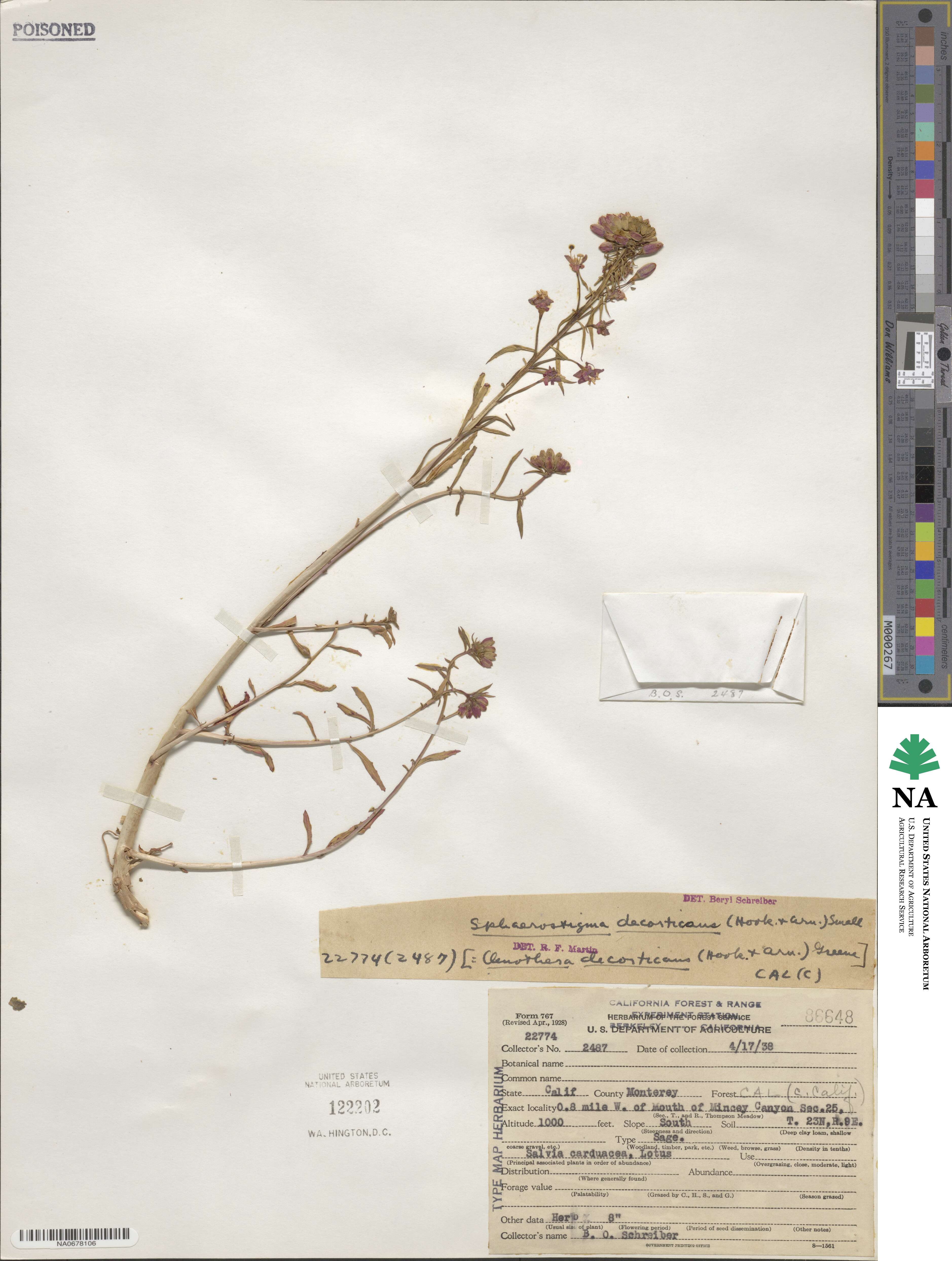 Eremothera boothii subsp. decorticans image