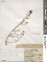 Eremothera boothii subsp. decorticans image