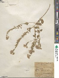 Eremothera boothii subsp. decorticans image