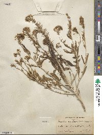 Eremothera boothii subsp. decorticans image