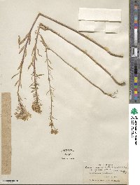 Eremothera boothii subsp. decorticans image