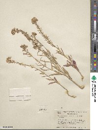 Eremothera boothii subsp. decorticans image