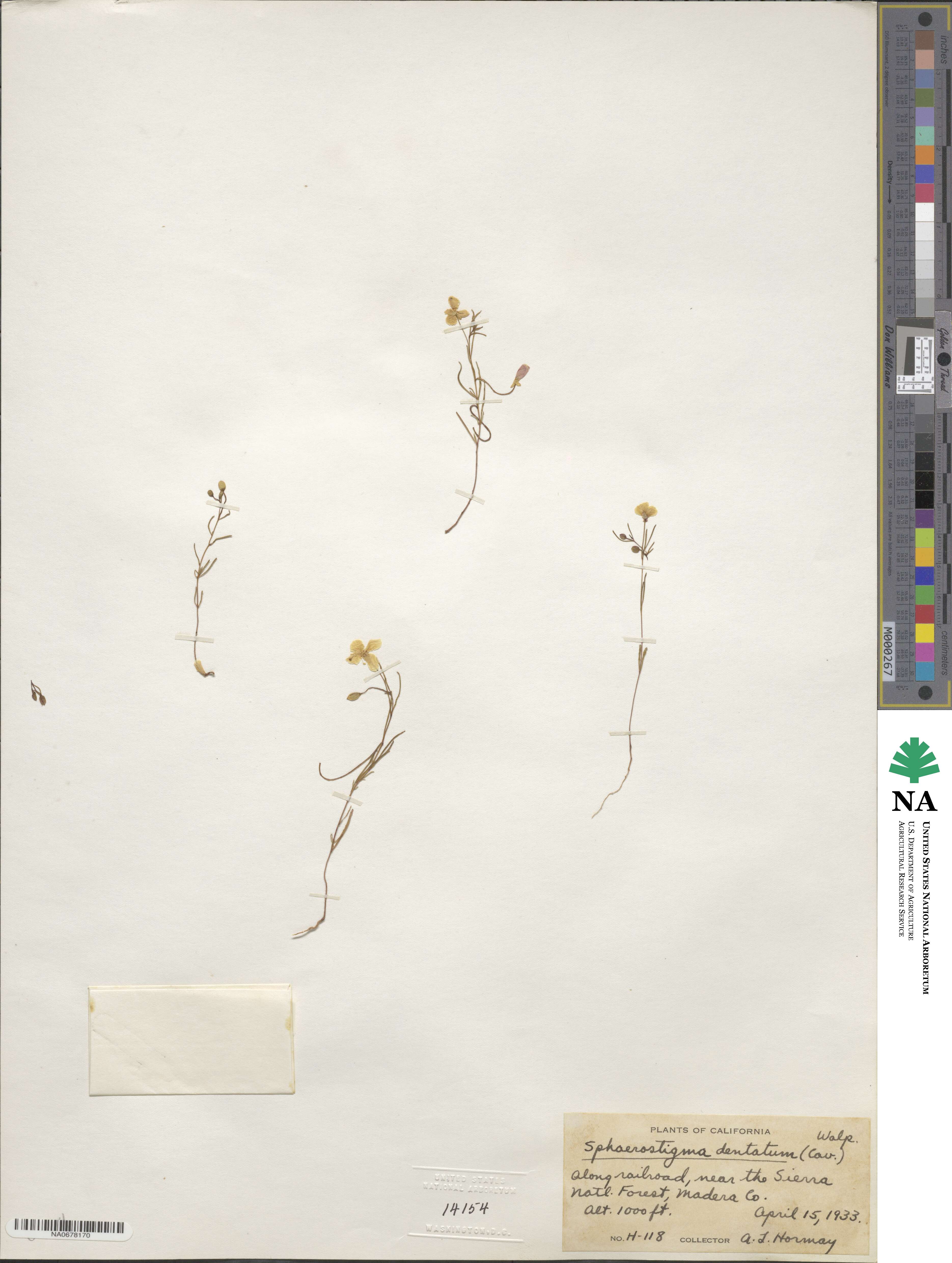 Camissonia campestris subsp. campestris image