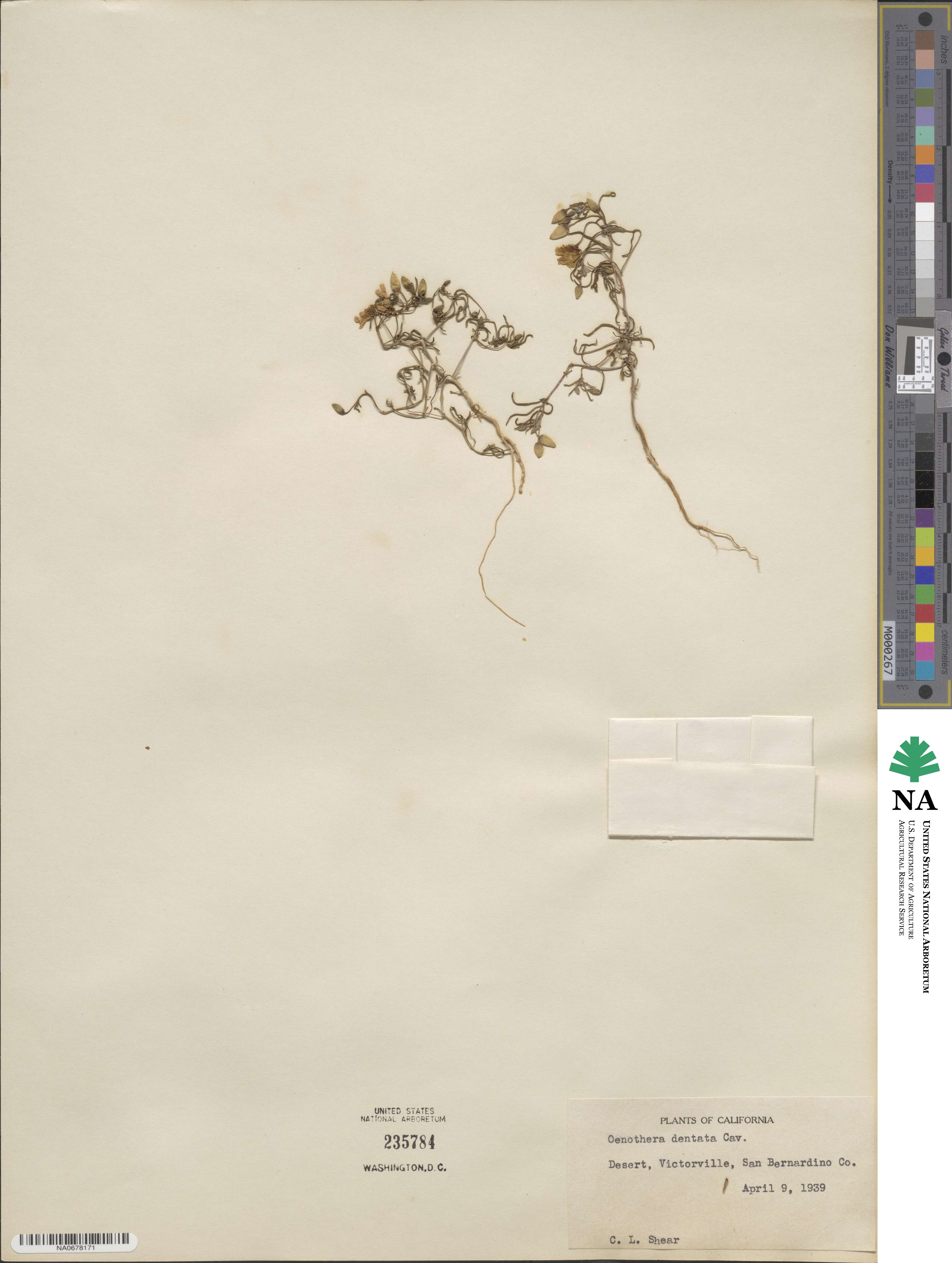 Camissonia campestris subsp. campestris image