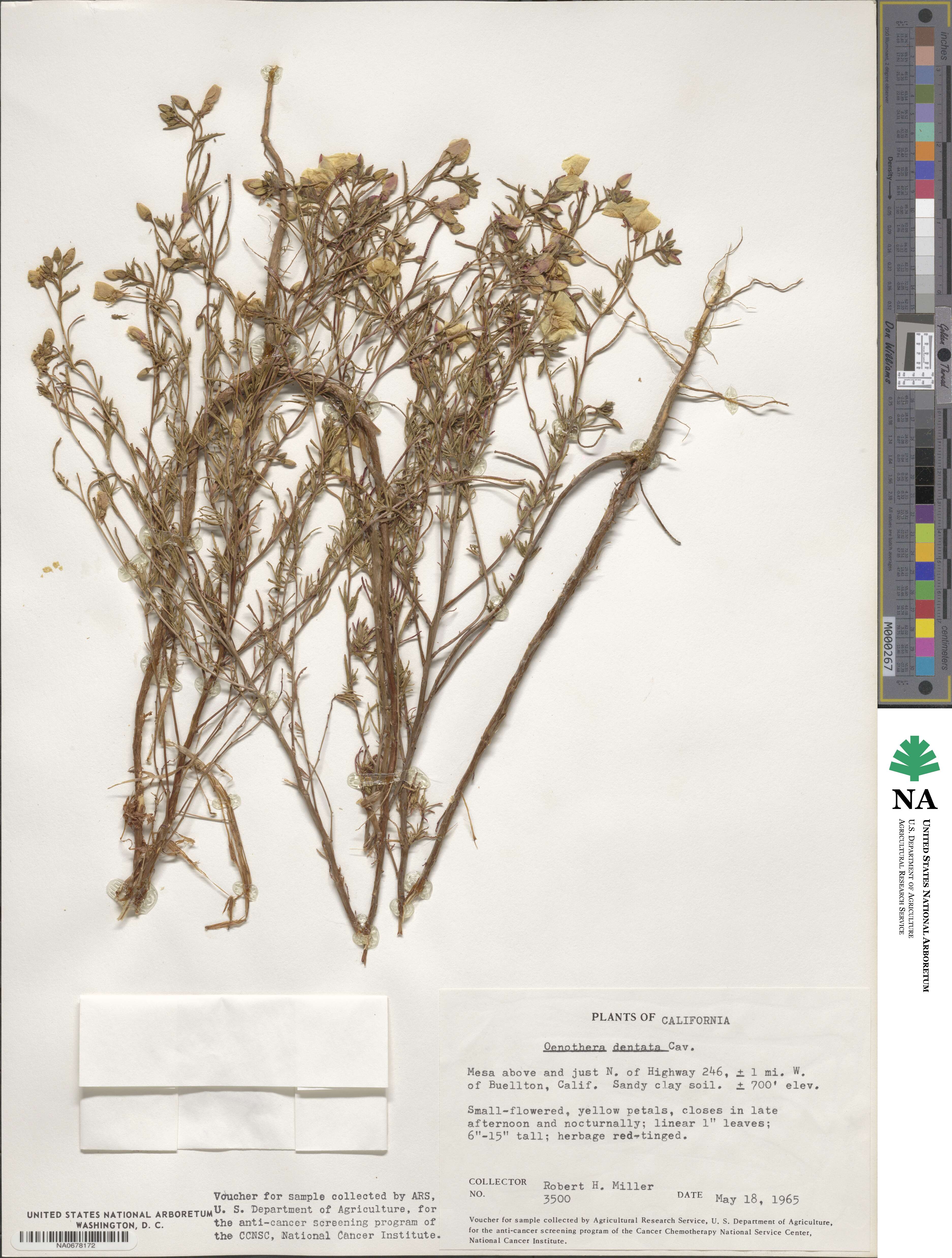 Camissonia campestris image