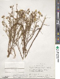 Camissonia campestris subsp. campestris image