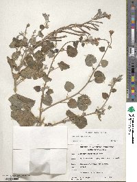 Camissonia campestris subsp. campestris image