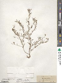 Camissonia campestris subsp. campestris image