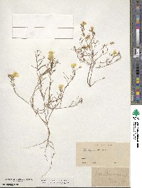 Camissonia campestris image